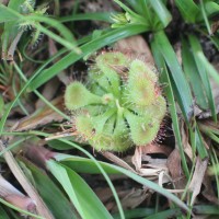 Drosera burmanni Vahl